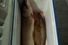 IMG-20200120-WA0215