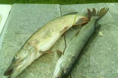 IMG-20200120-WA0218
