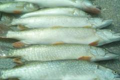 IMG-20200120-WA0259