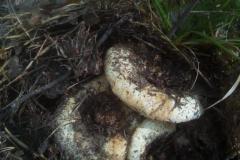 IMG-20200120-WA0263