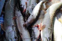 IMG-20200120-WA0317