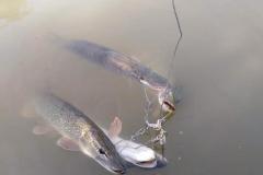 IMG-20200120-WA0320