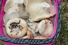 PiRycKLJEtE